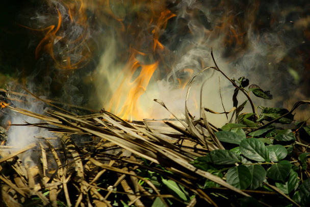 κίνδυνος φλόγες έγκαυμα, φλόγα, θερμότητα, Φωτισμός σε ξηρά φύλλα καρύδας - Φωτογραφία, εικόνα