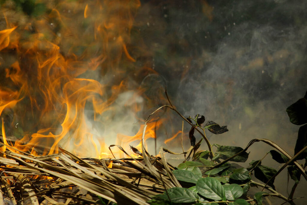 Verbrennen, lodern, Hitze, Anzünden von Feuer auf Kokosnussblättern - Foto, Bild