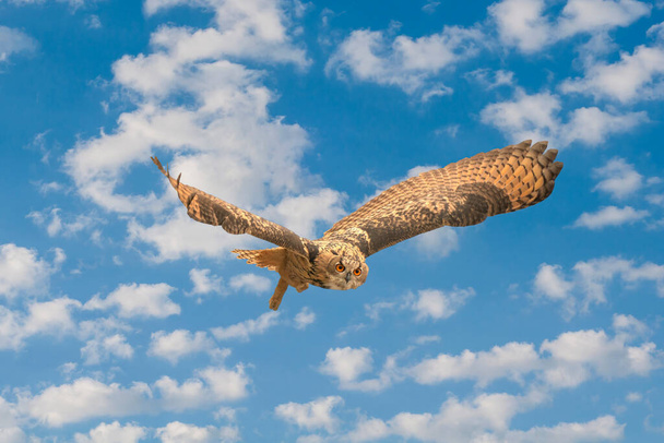One Eurasian Eagle Owl or Eagle Owl. Flies with spread wings against a blue and white clouded sky. Red eyes stare at you while he is hunting. Fresh colors, cloudscape, composite photo - Photo, Image