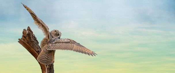 Panorama de un búho águila eurasiática. Siéntate en un muñón. Extiende las alas para despegar. Bird mira hacia atrás, los ojos rojos te miran. Hermoso cielo azul y verde en el fondo. Foto compuesta. Cubierta - Foto, Imagen