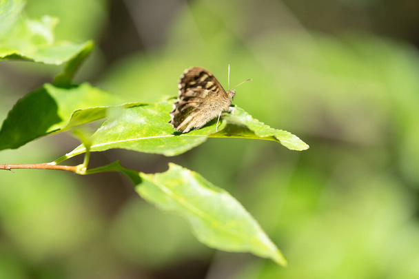 Pretty Common Checkered-skipper butterfly perching on a green leaf with shallow depth of field and blurry background - Photo, Image