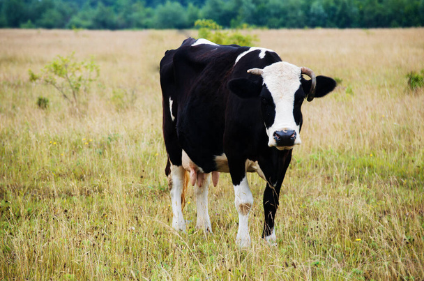 Słowo "krowa" oznacza samicę gatunku, a "byk domowy" lub "byk domowy" - samca. Wyhodowane na mięso, skórę i mleko. - Zdjęcie, obraz