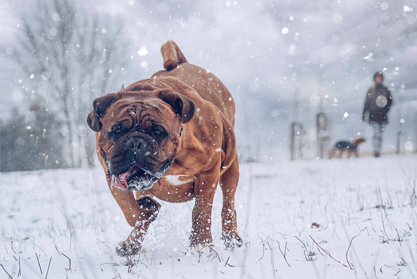 Mastiff francés. Perro Burdeos. Un perro grande corriendo. Invierno y nieve. - Foto, imagen