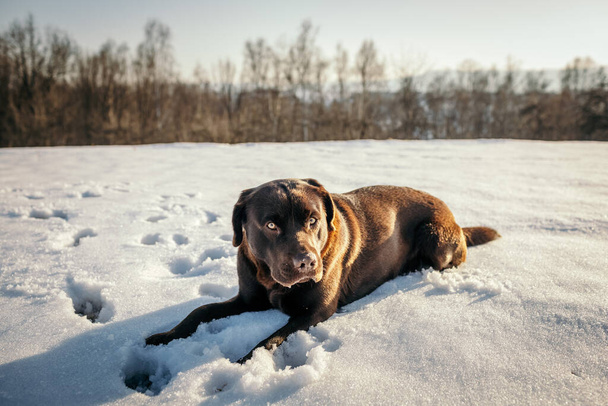 Koira makaa lumen peitossa labradorinnoutaja - Valokuva, kuva