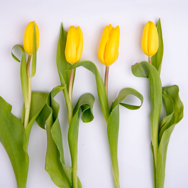 Cartão em branco bonito para a Páscoa, 8 de março, dia dos namorados, dia das mães. tulipas amarelas na parte inferior sobre fundo branco. Vista superior, Flat lay. - Foto, Imagem