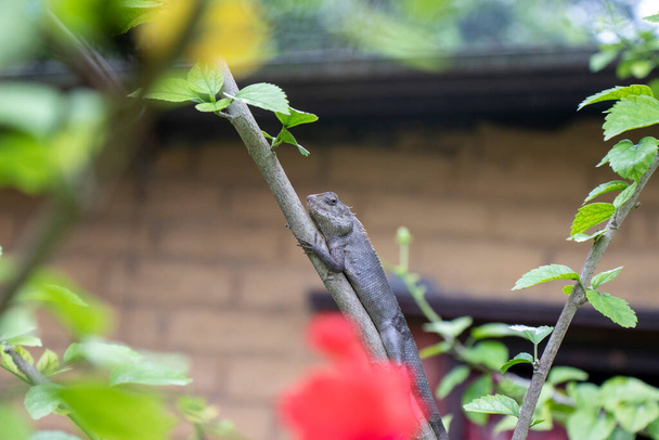 Lagarto marrón, lagarto árbol, detalles de piel de lagarto palo en el árbol con fondo bokeh - Foto, Imagen