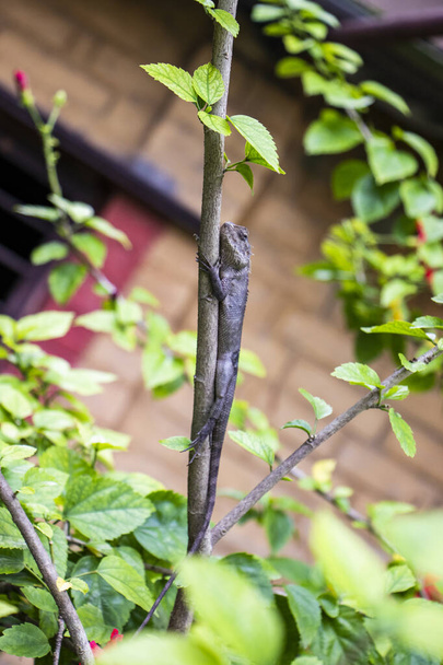 Lucertola bruna, lucertola arborea, dettagli del bastone di pelle di lucertola sull'albero con sfondo bokeh - Foto, immagini