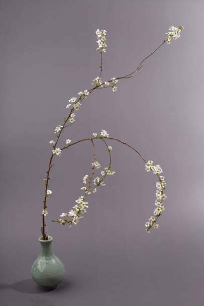 white Bridal Wreath Spirea flowering shrub Spirea aguta on ceramic vase - Photo, Image