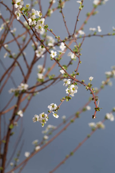 Прекрасний білий квітучий чагарник Spirea aguta. Короткий вінок Sprea - Фото, зображення