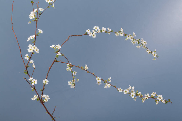 Kaunis valkoinen kukkiva pensas Spirea aguta. Morsiusseppele Spirea - Valokuva, kuva