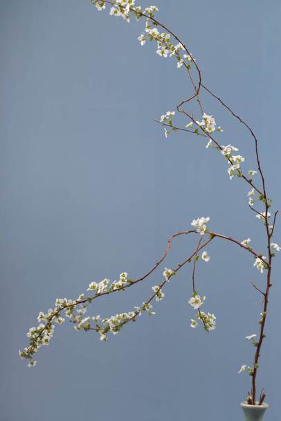 Mooie witte bloeiende struik Spirea aguta. Bruidstoorn Spirea - Foto, afbeelding