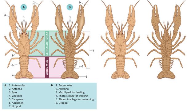 Векторная иллюстрация внешней анатомии омаров. - Вектор,изображение