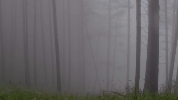 Ködös fenyőerdő egyenes törzsek sziluettjeivel - Felvétel, videó