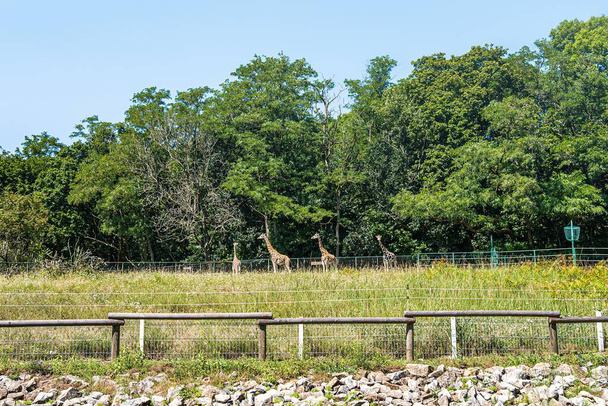 żyrafy żyją w zoo, na otwartym terenie - Zdjęcie, obraz