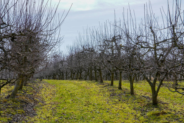 高調波行で冬のリンゴ園 - 写真・画像