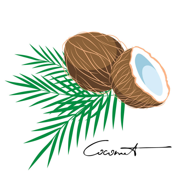 Whole coconut and half with palm leaves. Flat style. Vector illustration. - Vector, Image
