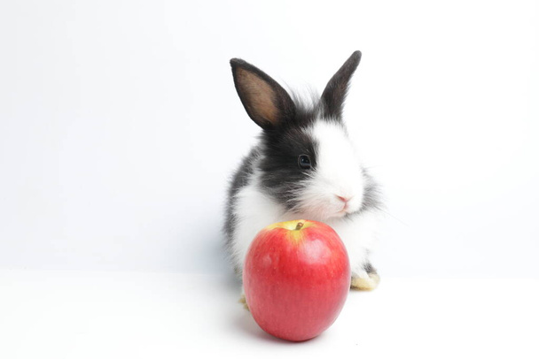 Χαριτωμένο Pose του Little Fluffy Bunny Rabbit, Ας γιορτάσουμε την ημέρα του Πάσχα - Φωτογραφία, εικόνα