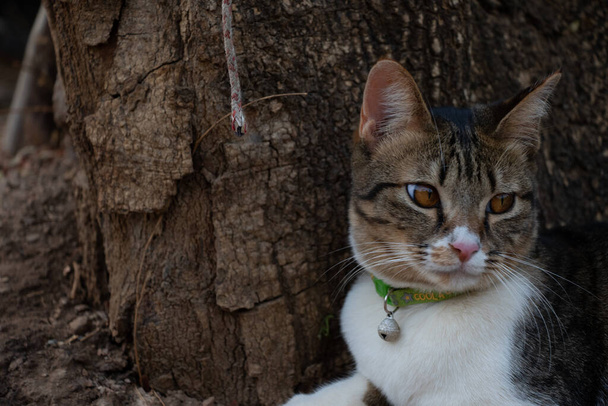 Una doméstica hermosa gato tabby en salvaje. - Foto, imagen