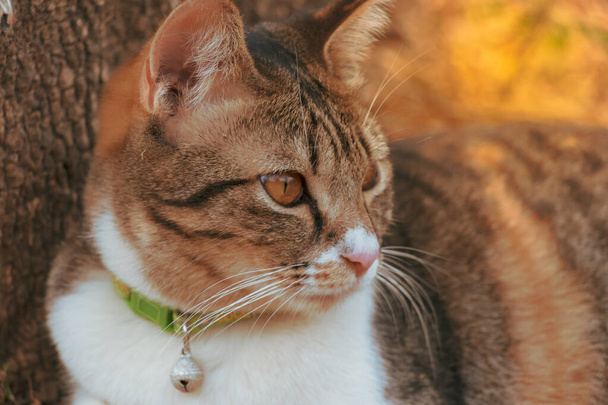 Un gato tailandés doméstico, hermoso tabby en la naturaleza.2 - Foto, imagen