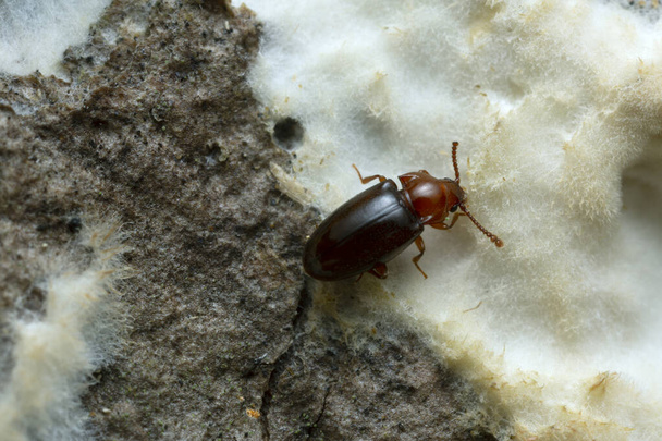 Przystojny chrząszcz grzybiczy, Leiestes seminiger żywiący się grzybami sfotografowanymi z dużym powiększeniem - Zdjęcie, obraz