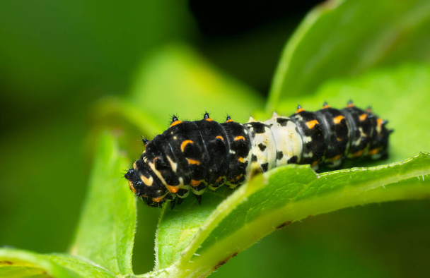 Joven vieja cola de golondrina mundo, Papilio machaon larva en la hoja, macro foto - Foto, Imagen