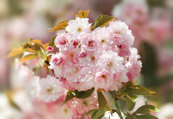 Flores Sakura. Cerejeira florida. Delicadas flores rosa floresceu cerejeiras japonesas - Foto, Imagem