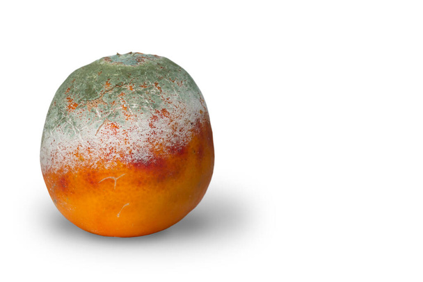 Spleśniała zgniła pomarańcza izolowana na białym - Zdjęcie, obraz