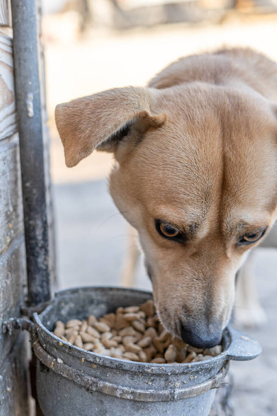 Függőleges fénykép egy száraz ételt evő kutyáról - Fotó, kép