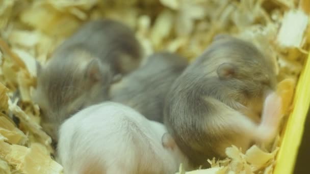 Primo piano macro vista di pochi piccoli criceti domestici neonati neonati nel nido di segatura - Filmati, video
