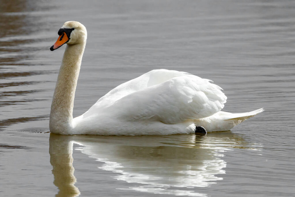 A mute swan on a pond - Photo, Image
