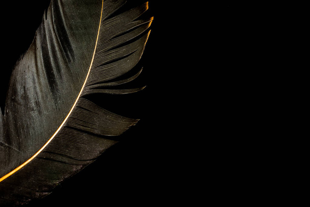 černý pták peří na černém izolovaném pozadí - Fotografie, Obrázek
