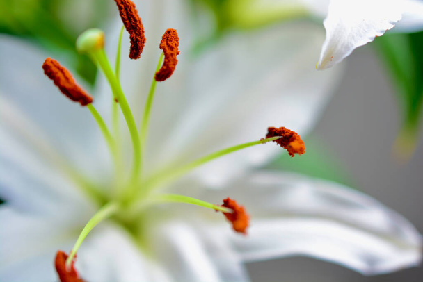 Экстремальный крупным планом макроснимок белой лилии с пыльцой, покрытой на концах тычинки. Сладкая и невинная красота цветка лилии символизирует чистоту и плодородие - Фото, изображение