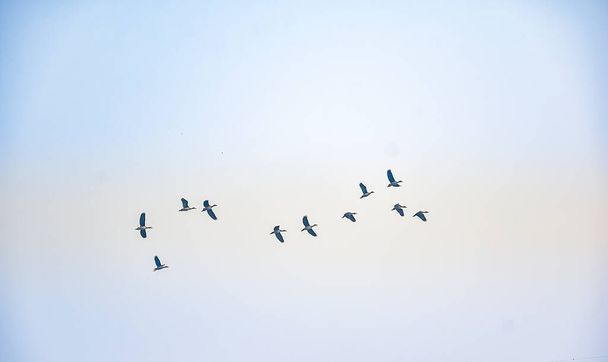 A madarak szabadon repülnek a kék égbolton kora reggel.. - Fotó, kép
