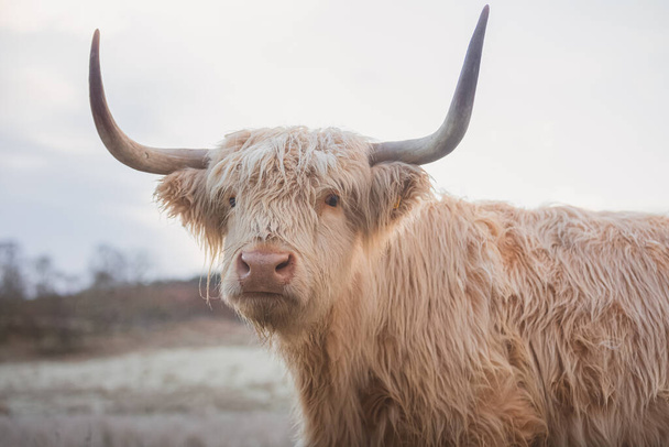 スコットランドのハイランド地方で霜の多い寒い冬の日に白い高地の牛(ボス・タウルス・タウルス)またはハリー・ココのクローズアップ肖像画. - 写真・画像