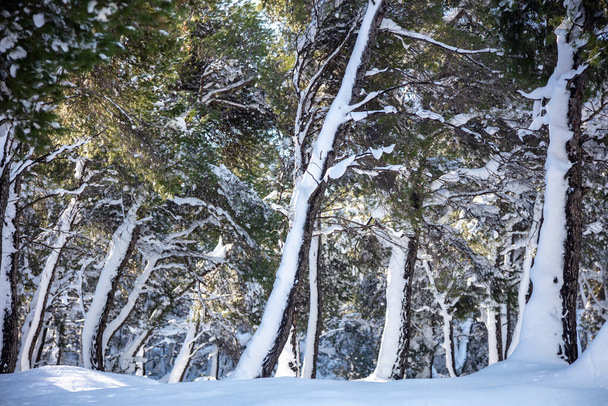 Dia ventoso de inverno na floresta nevada. O vento faz as árvores inclinar fundo, textura. Vista de perto da natureza coberta de neve. Aventura, caminhadas, destino de férias. - Foto, Imagem