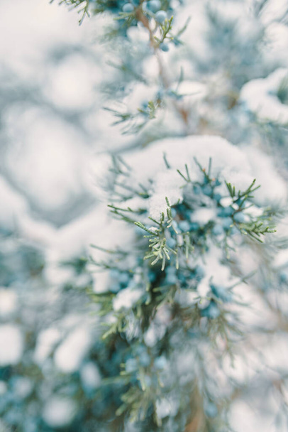 Pine branches and berries in snow. - Photo, Image