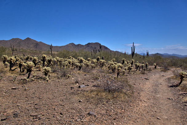 Grand cactus Saguaro en arrière-plan avec l'ours en peluche Cholla cactus au premier plan. - Photo, image