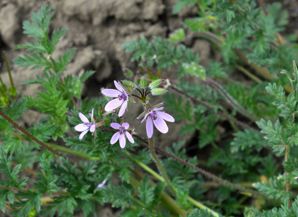 In the field, like a weed in nature grows Erodium cicutarium - Photo, Image