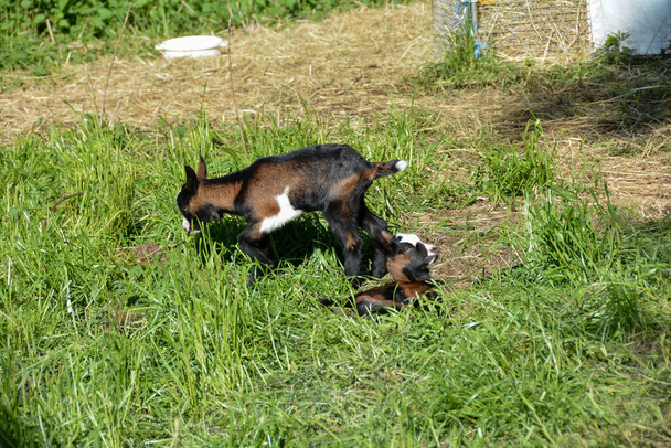 Two  1 week old goat lamb  on a green meadow - Photo, Image
