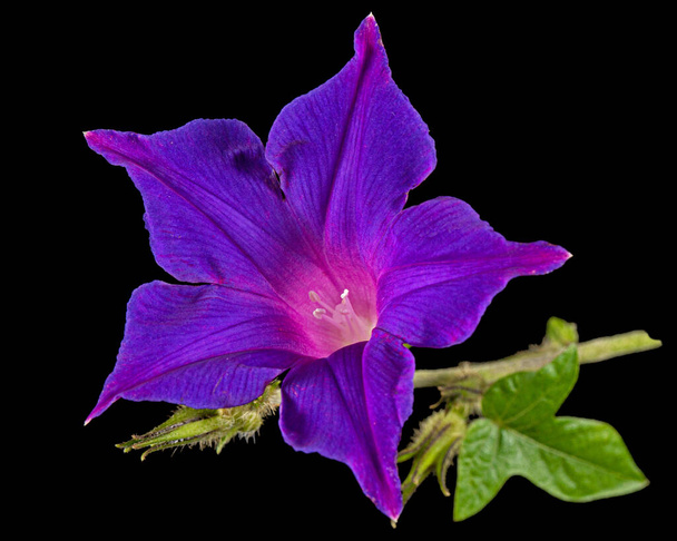 Flor violeta de ipomoea, gloria matutina japonesa, convolvulus, aislada sobre fondo negro - Foto, imagen