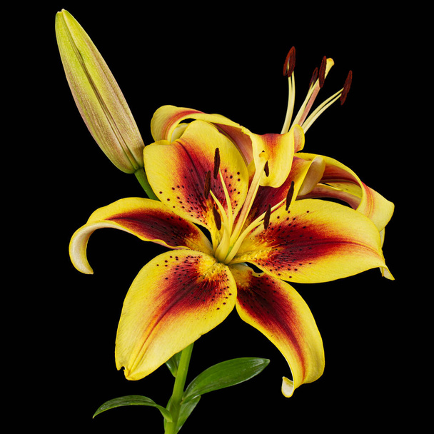 Жовта облямована квітка лілії, ізольована на чорному тлі
 - Фото, зображення