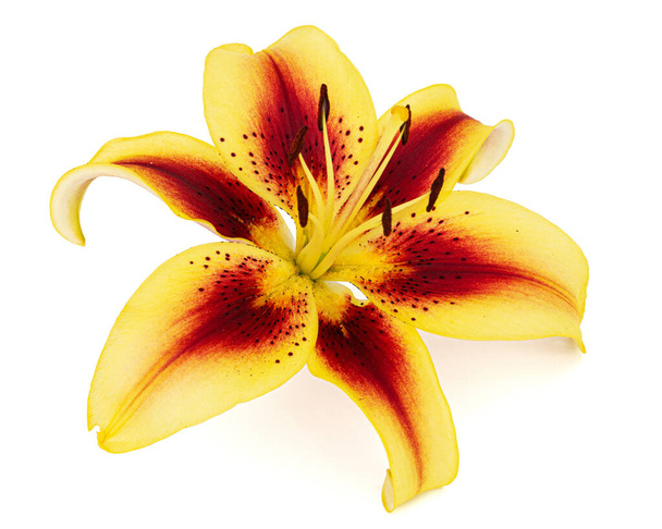 Yellow-burgundy flower of lily, isolated on white background - Photo, Image