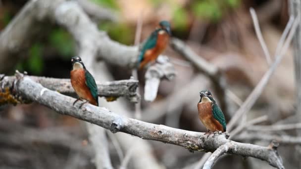 Group of kingfishers or Alcedo atthis perches on branch - Footage, Video