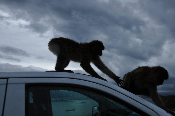 Gibraltár Barbary makákó majom próbál elérni egy másik főemlős állat kézzel - Fotó, kép