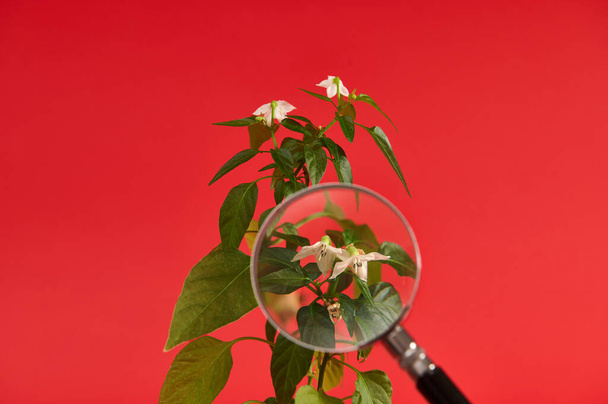 Foto de una flor de chile floreciente a través de lupa. Pimienta caliente floreciente. Fondo rojo con espacio de copia - Foto, imagen