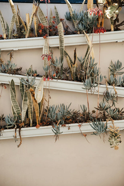 Асорті з сукулентів і кактусів в прямокутних плантаторах, що висять на стіні
. - Фото, зображення