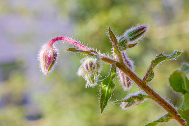lähikuva kaksivärisestä kasvista (borage) - Valokuva, kuva