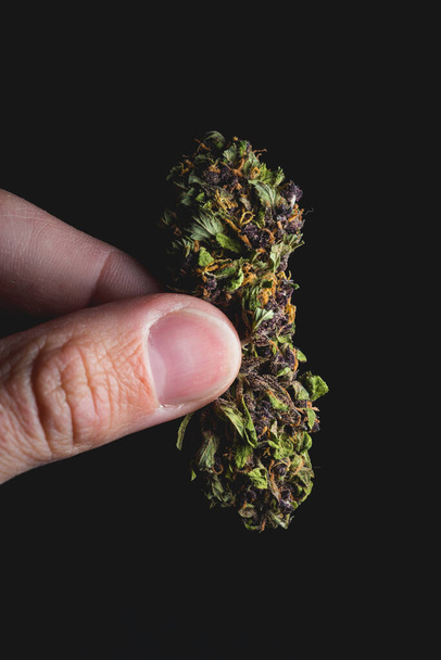 Macro close up portrait of Purple Haze Cannabis Marijuana Dry Bud holded by  human fingers - Photo, Image