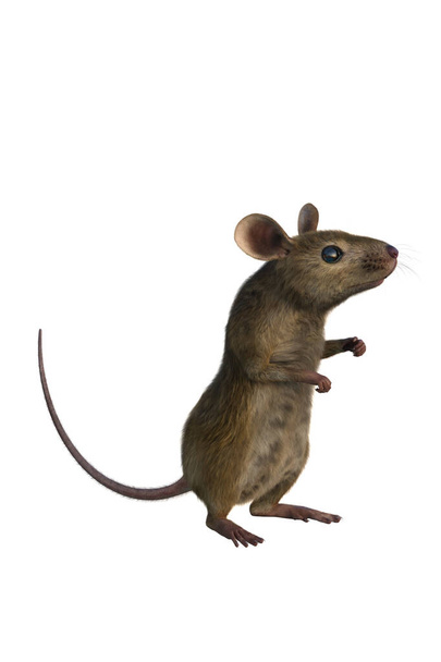 Brown mouse 3D illustration isolated on white background. - Photo, Image