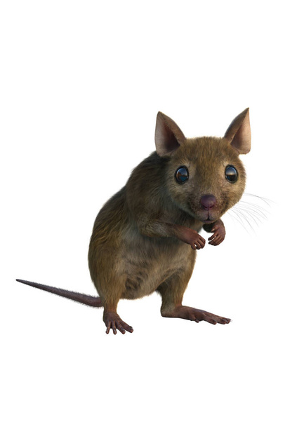Ruskea hiiri 3D-kuva eristetty valkoisella taustalla. - Valokuva, kuva